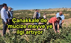 Çanakkale'de 'mucize meyve'ye ilgi artıyor