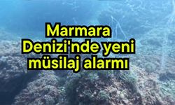 Marmara Denizi'nde yeni müsilaj alarmı (Video)