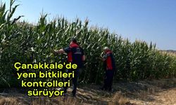 Çanakkale'de yem bitkileri kontrolleri sürüyor