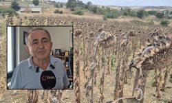 Çiftçi ayçiçeğinden uzaklaşacak (Video)