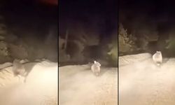 Dağ yolunda sürücüyle karşılaşan ayının panik anları (Video)