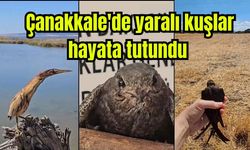 Çanakkale'de yaralı kuşlar hayata tutundu (Video)