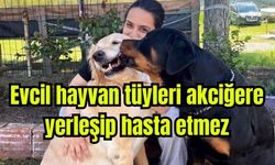 Evcil hayvan tüyleri akciğere yerleşip hasta etmez