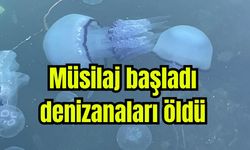 Müsilaj başladı denizanaları öldü (Video)