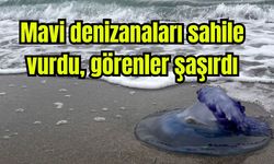 Mavi denizanaları sahile vurdu, görenler şaşırdı (Video)