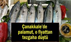 Çanakkale’de Palamut o fiyattan tezgaha düştü