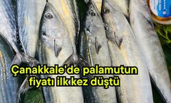 Çanakkale'de palamutun fiyatı ilk kez düştü