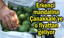 Erkenci mandalina Çanakkale’ye o fiyattan geliyor
