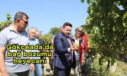 Gökçeada’da bağ bozumu heyecanı