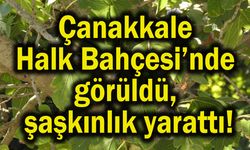 Çanakkale Halk Bahçesi’nde görüldü, şaşkınlık yarattı!