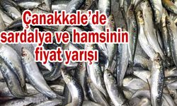 Çanakkale’de sardalya ve hamsinin fiyat yarışı