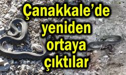 Çanakkale'de yeniden ortaya çıktılar