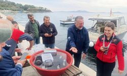 400 ıstakoz yavrusu yapay resiflere bırakıldı
