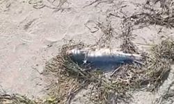 Şüpheli balık ölümleri kameraya yansıdı (Video)