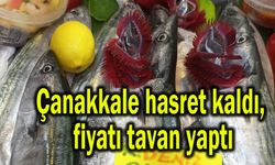 Çanakkale hasret kaldı, fiyatı tavan yaptı
