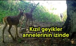 Kızıl geyikler, annelerinin izinde...