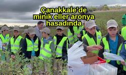 Çanakkale’de minik eller aronya hasadında (Video)