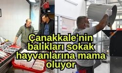 Çanakkale'nin balıkları sokak hayvanlarına mama oluyor