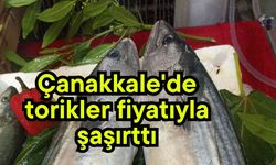 Çanakkale'de torikler fiyatıyla şaşırttı