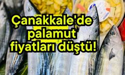 Çanakkale'de palamut fiyatları düştü!