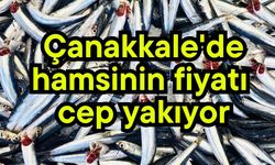 Çanakkale'de hamsinin fiyatı cep yakıyor