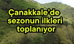 Çanakkale'de sezonun ilkleri toplanıyor