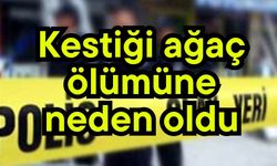 Kestiği ağaç ölümüne neden oldu