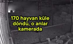 170 hayvan küle döndü, o anlar kamerada (Video)
