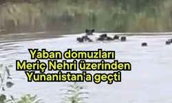 Yaban domuzları Meriç Nehri üzerinden Yunanistan'a geçti