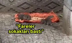 "Fareler sokakları bastı" (Video)