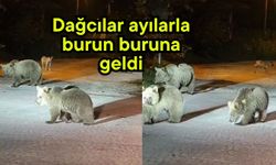 Dağcılar ayılarla burun buruna geldi (Video)