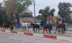 Başıboş atlar trafiği tehlikeye soktu