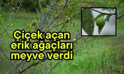 Çiçek açan erik ağaçları meyve verdi (Video)
