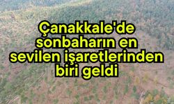 Çanakkale'de sonbaharın en sevilen işaretlerinden biri geldi