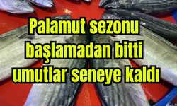 Palamut sezonu başlamadan bitti, umutlar seneye kaldı