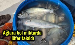 Ağlara bol miktarda lüfer takıldı (Video)