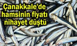 Çanakkale'de hamsinin fiyatı nihayet düştü