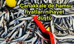 Çanakkale'de hamsi fiyatları nihayet düştü
