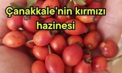 Çanakkale’nin kırmızı hazinesi
