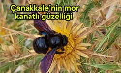 Çanakkale’nin mor kanatlı güzelliği