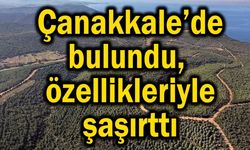 Çanakkale'de bulundu, özellikleriyle şaşırttı