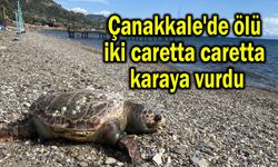 Çanakkale'de ölü iki caretta caretta karaya vurdu (Video)