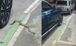 Otomobilin jantından yılan çıktı (Video)