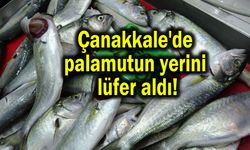 Çanakkale'de palamutun yerini lüfer aldı! (Video)