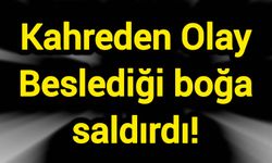 Kahreden Olay: Beslediği boğa saldırdı!