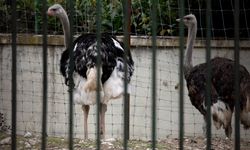 Avrupa'da kuş gribi alarmı!