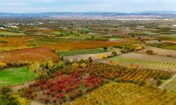 Sonbaharın renk cümbüşü Uludağ eteklerinde