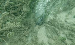 Sapanca Gölü'ndeki kabarcıkların verdiği endişe artıyor (Video)