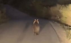 Çanakkale'nin köy yolunda ayı ile araç yarıştı (Video)