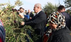 Çanakkale'de protokol ile zeytin hasadı